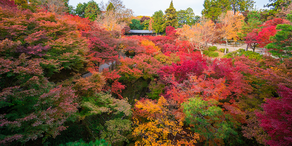 京都は東福寺の紅葉