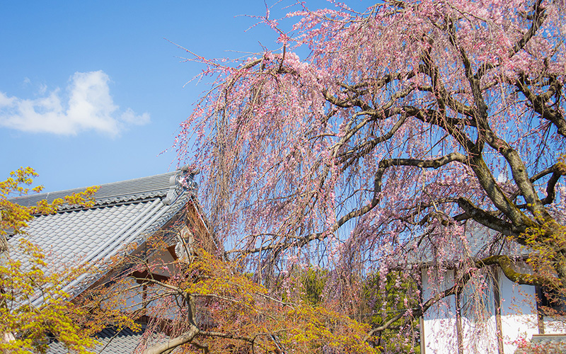願成寺 本堂と枝垂れ桜