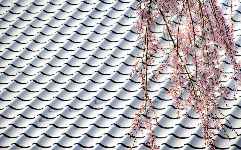 願成寺本堂の屋根瓦と枝垂れ桜