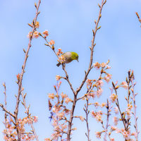 願成寺境内の桜の木のメジロ
