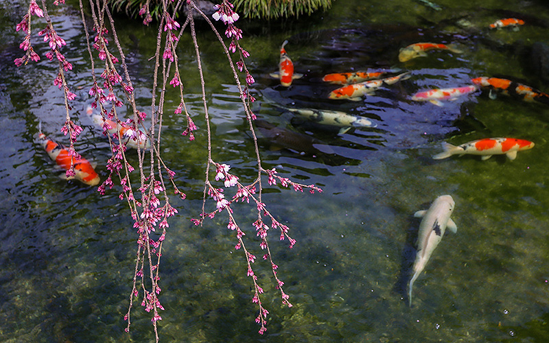 願成寺境内の枝垂れ桜（蕾）と鯉
