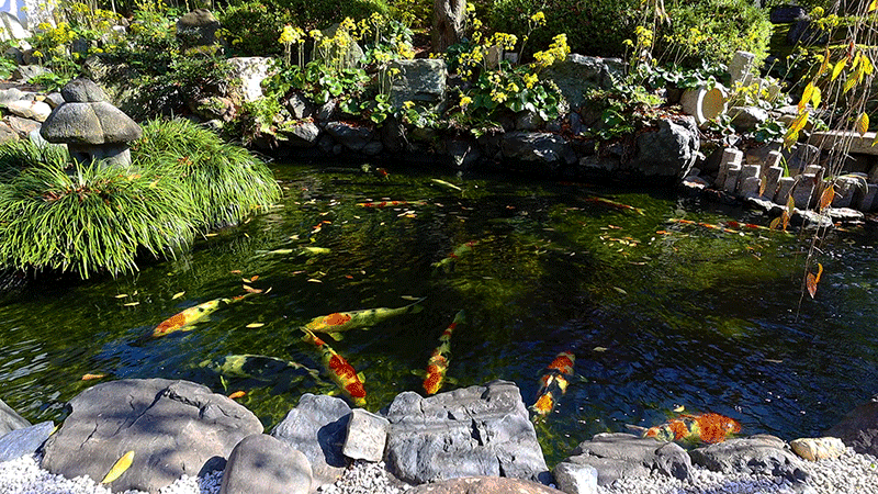 願成寺の日本庭園の鯉