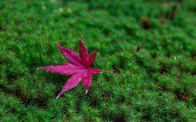 願成寺の杉苔と紅葉