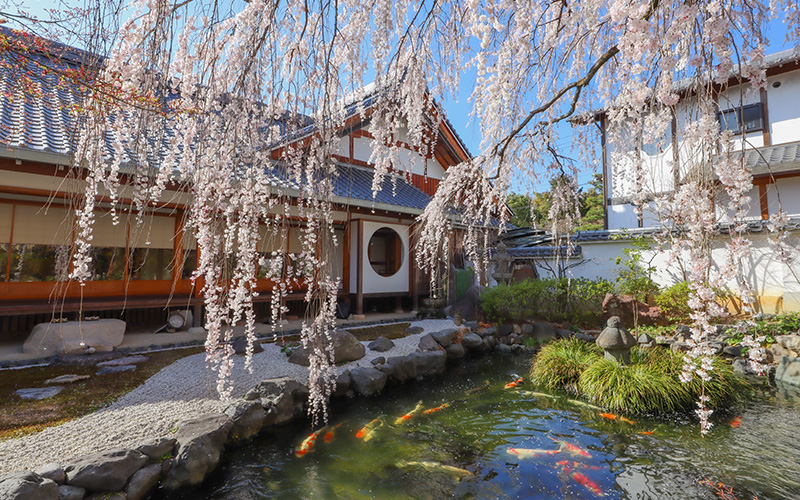 願成寺_庭園_満開の枝垂れ桜と池の鯉