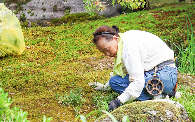 願成寺の庭園作業-近藤さん02