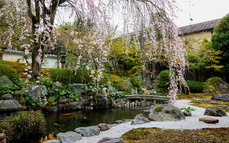 願成寺の春の日本庭園