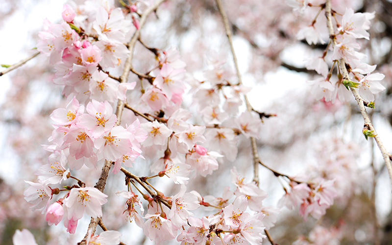 願成寺境内の枝垂れ桜