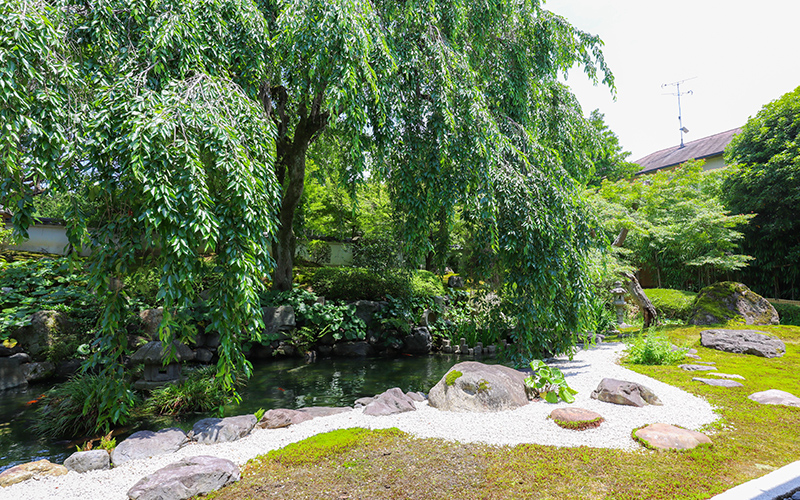 願成寺境内の日本庭園_初夏の枝垂れ桜