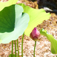 願成寺_避暑するように咲く蓮