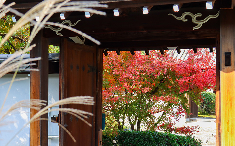 願成寺の境内から山門の紅葉を見る