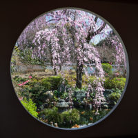 願成寺の円窓からの枝垂れ桜