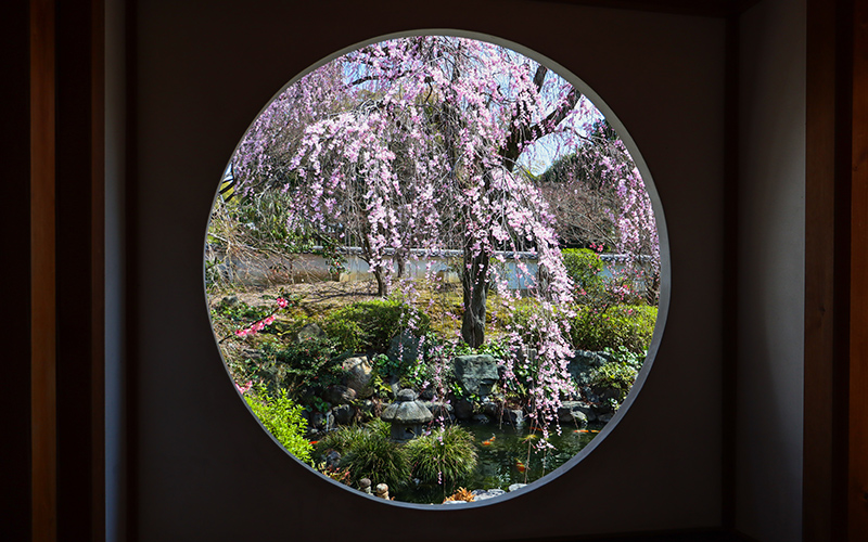 願成寺の円窓からの枝垂れ桜